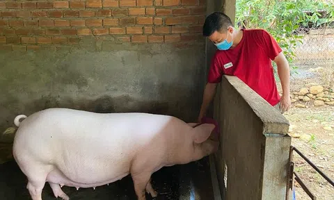 Giá heo tăng cao, người dân vẫn thận trọng tái đàn