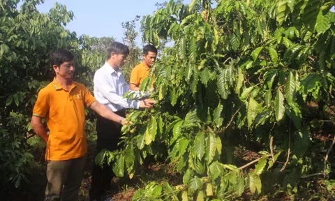 Nông nghiệp chất lượng cao Đắk Song phát triển thành công nhờ hợp tác xã