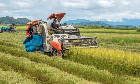 Nông sản Đắk Nông được nâng tầm nhờ liên kết sản xuất giữa hợp tác xã và nông dân