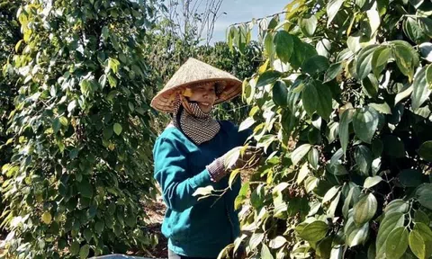 Giá tiêu lập đỉnh, nông dân chần chừ chưa muốn bán
