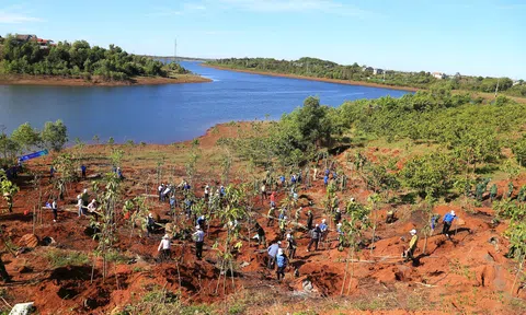 Nửa đầu năm 2024, Đắk Nông phát triển hơn 480ha rừng trồng, rừng hỗn hợp và rừng tái sinh tự nhiên