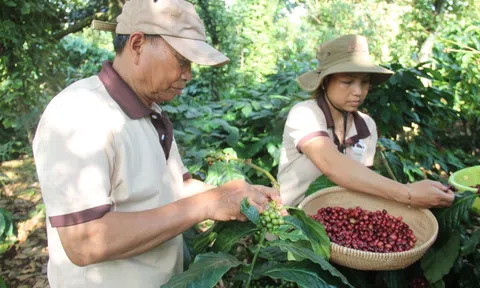 Đắk Lắk quyết tâm mục tiêu phát triển cà phê bền vững và hướng tới tăng trưởng xanh