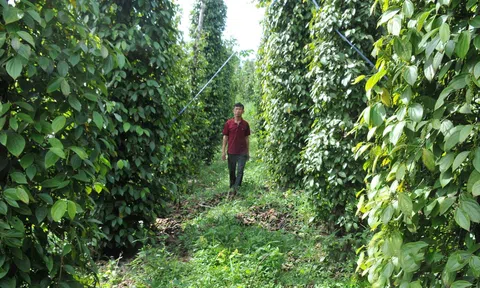 Nông nghiệp tuần hoàn - lộ trình không thể thay đổi ở Đắk Nông