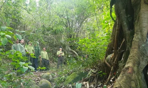 Đắk Nông thực hiện tốt chi trả dịch vụ môi trường rừng