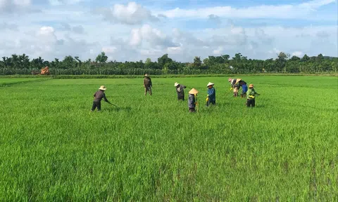 Vụ hè thu 2024: Đắk Nông hoàn thành 90,8% kế hoạch gieo trồng