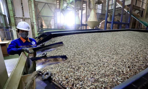 Định hướng phát triển bền vững cà phê trong bối cảnh tăng trưởng “nóng”