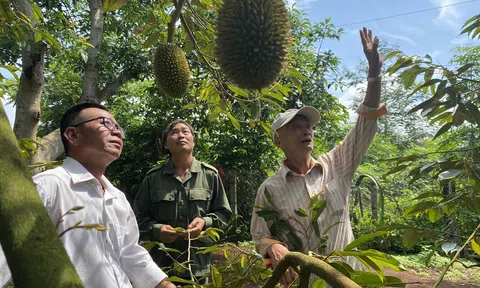 Đắk Lắk khuyến cáo người dân không phát triển sầu riêng ồ ạt và cẩn trọng khi mua bán
