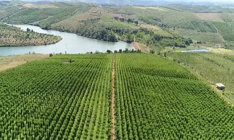 Đắk Nông nâng cao chất lượng và giá trị cây trồng chủ lực