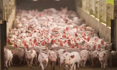 Đắk Nông phát triển chăn nuôi heo quy mô lớn an toàn