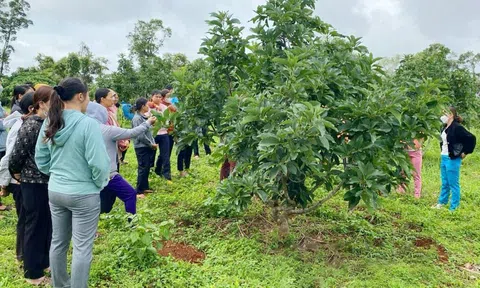 Tổ chức tập huấn kỹ thuật thâm canh cây bơ cho nông dân xã biên giới Đắk Nông