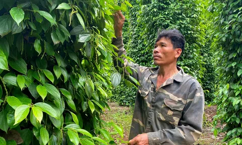 Đắk Nông với chiến lược quản lý sức khỏe cây trồng tổng hợp