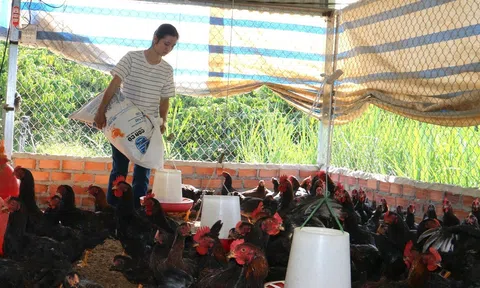 Đắk Nông phát triển mạnh chăn nuôi gia cầm