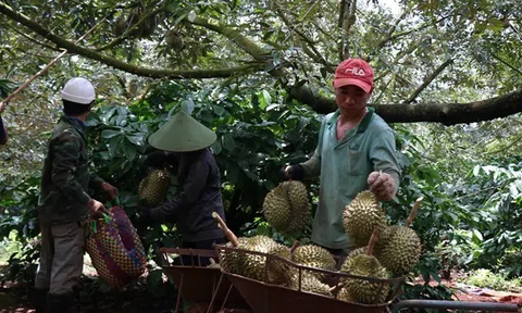 Đắk Nông và bài toán rủi ro khi phát triển sầu riêng ồ ạt