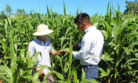 Đắk Lắk: Xây dựng chuỗi liên kết sản xuất ngô giống mang lại hiệu quả cao cho người dân