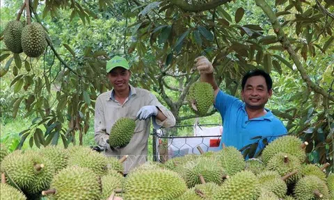 Mã vùng trồng – Động lực cho nông dân, niềm tin của người tiêu dùng