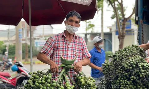 Nhộn nhịp mùa thu hoạch cau Đắk Lắk