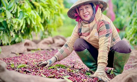 8.700 tỷ đồng vốn vay được bố trí cho niên vụ cà phê 2024-2025