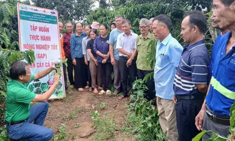 Nông dân Đắk Lắk ứng phó với mùa khô khắc nghiệt 2025