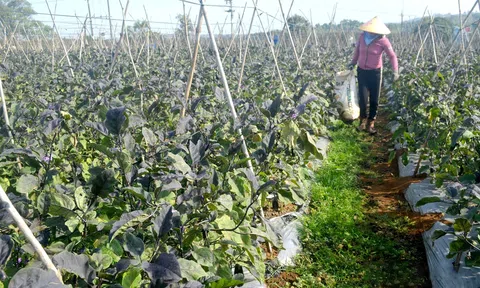 Đắk Nông: Nỗ lực ứng dụng công nghệ cao để nâng tầm giá trị nông sản