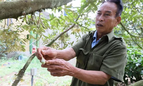 Thời tiết thất thường, nông dân Đắk Lắk 'căng mình' bảo vệ vườn sầu riêng