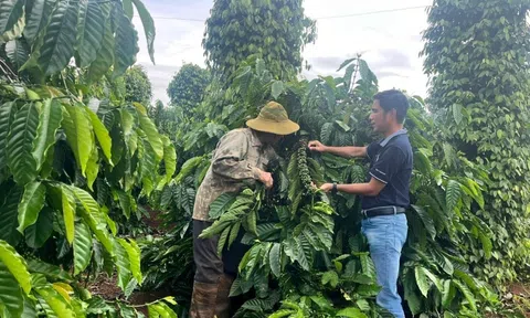 Xen canh - Giải pháp giúp nhà nông thích ứng trước biến đổi khí hậu