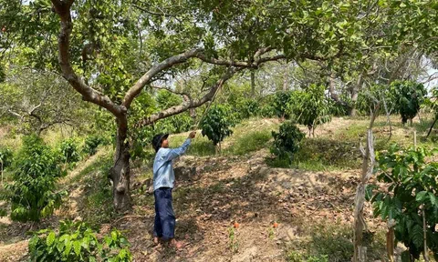 Chống thoái hóa đất: Giải pháp chiến lược để phát triển nông nghiệp bền vững