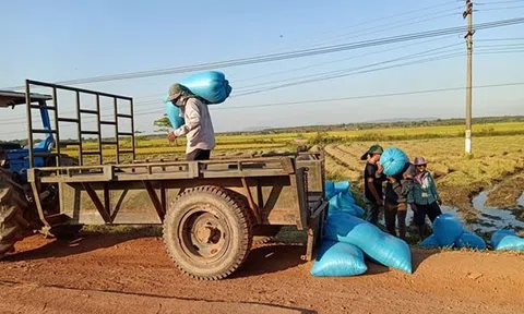 Chủ động chống hạn, huyện biên giới Đắk Lắk “thắng lớn” vụ lúa Đông Xuân