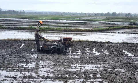 Vụ hè - thu 2025, Đắk Lắk dự kiến gieo trồng trên 200.000ha