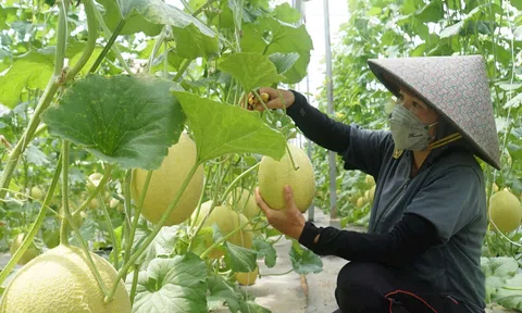 Nông dân thoát nghèo nhờ thành quả từ nông nghiệp công nghệ cao ở Đắk Mil