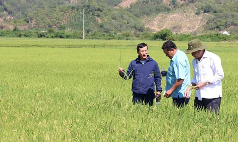 Kinh tế tập thể thúc đẩy sự phát triển kinh tế - xã hội ở Krông Ana