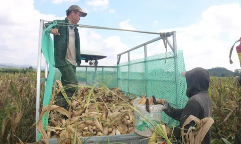 Nông dân Đắk Lắk khẩn trương thu hoạch vụ đông xuân