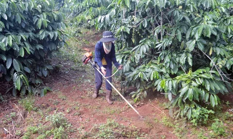 Sau mùa khô hạn, Đắk Nông tập trung phục hồi hàng ngàn ha cây trồng