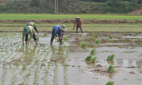 Vụ hè - thu 2025: Đắk Nông quyết tâm đạt kết quả tốt hơn