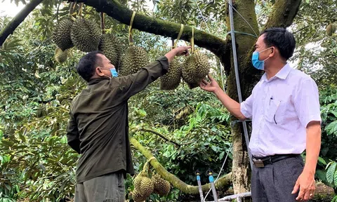 Lâm Đồng siết chặt giám sát, nâng tầm sầu riêng xuất khẩu