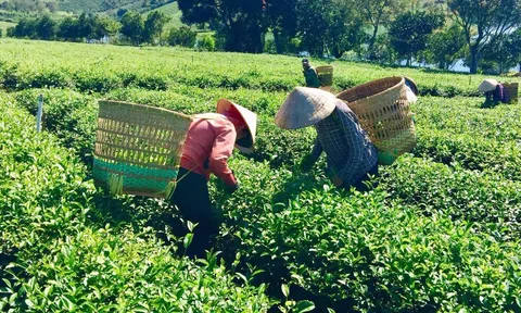 Lâm Đồng thúc đẩy phát triển vùng đồng bào dân tộc thiểu số