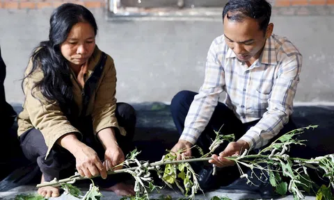 Lâm Đồng: Xây dựng nông thôn mới xanh, bền vững