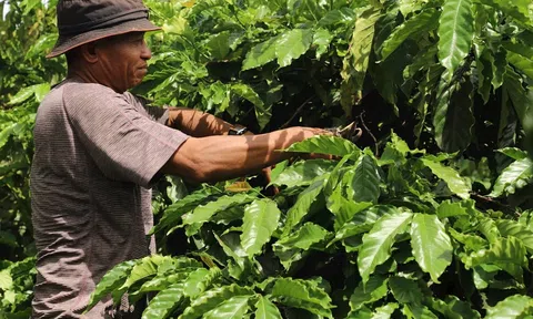 Lâm Đồng: Xây dựng chuỗi giá trị cà phê thích ứng biến đổi khí hậu