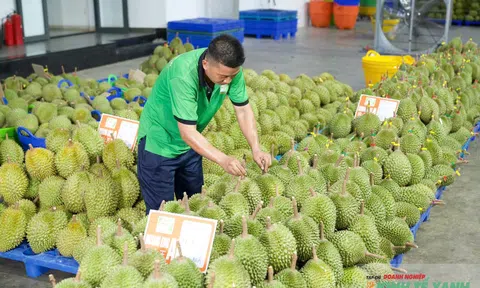 Mưa bão trúng vụ thu hoạch, sầu riêng loại A khan hiếm