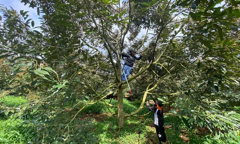 [Video]Nguy hiểm rình rập dưới tán sầu riêng