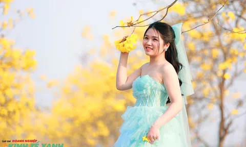 Người dân Hà Nội náo nức "check in" đường hoa phong linh vàng rực