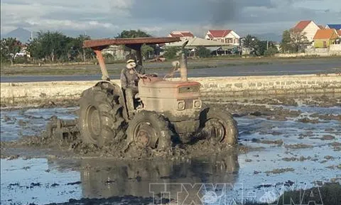 Chủ động phương án nâng cao hiệu quả sản xuất vụ Đông Xuân