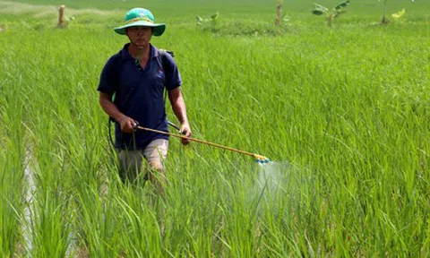 Chi phí sản xuất tăng khiến sản xuất cây vụ Đông gặp khó