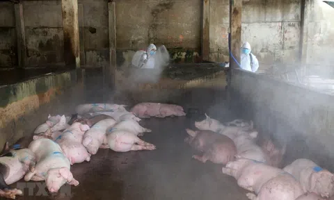 Dịch tả lợn châu Phi bùng phát trở lại tại Bà Rịa-Vũng Tàu