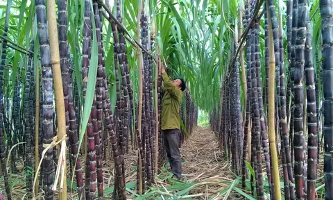 Gia Lai: Vụ mía ngọt ngào