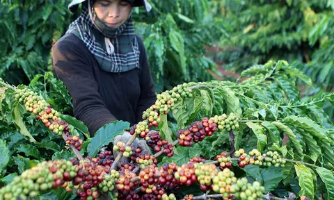 Đắk Lắk: Cơ cấu lại sản xuất cho từng loại hàng nông sản phục vụ xuất khẩu