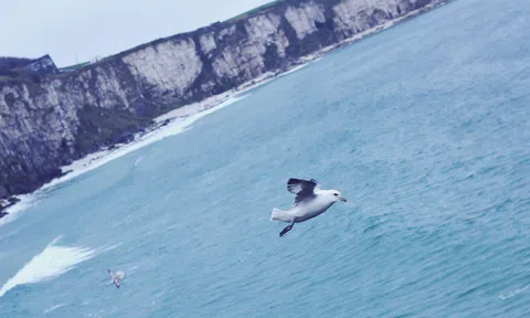 Vũ điệu gọi hòa bình