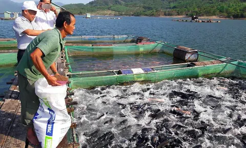 Giải pháp dinh dưỡng và thức ăn trong phát triển nuôi công nghiệp