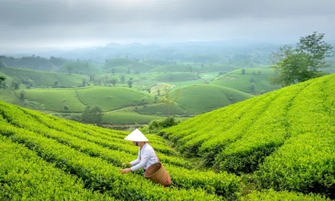 Du lịch nông nghiệp tạo sức bật phát huy cơ hội nổi trội nền kinh tế xanh