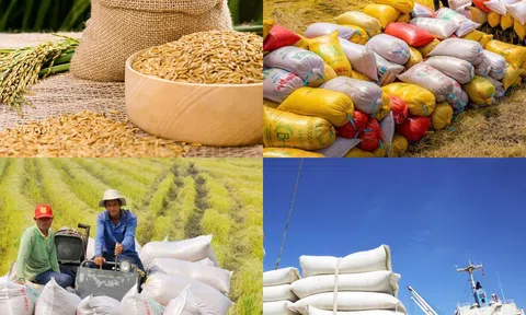 Đồng bằng sông Cửa Long có nhiều doanh nghiệp xuất khẩu gạo nhất cả nước