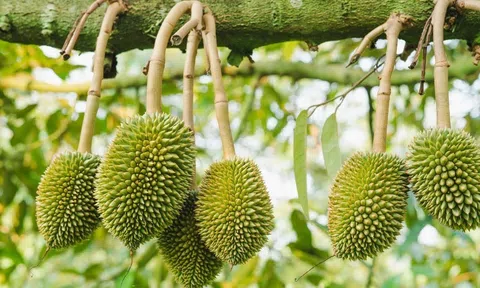 Trồng đặc sản “khó chiều”: Nông dân Đồng Nai thu tiền tỷ nhờ chuyển đổi thông minh